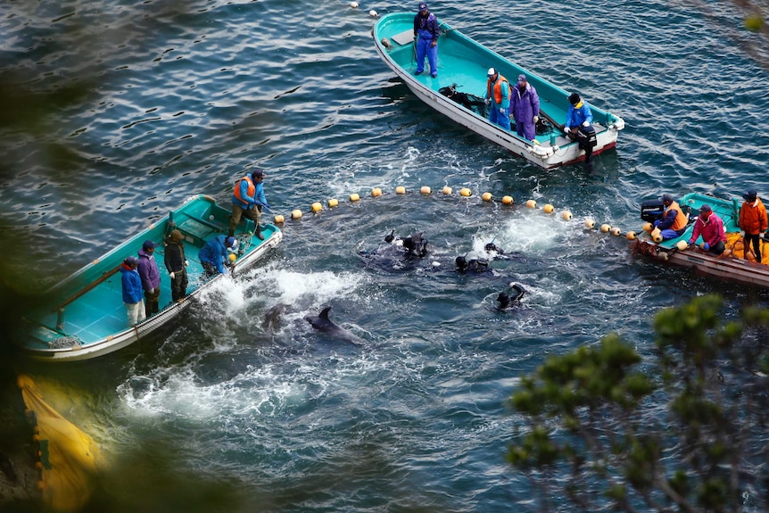 Fishermen in wetsuits hunt dolphins at a cove in Taiji, western Japan.