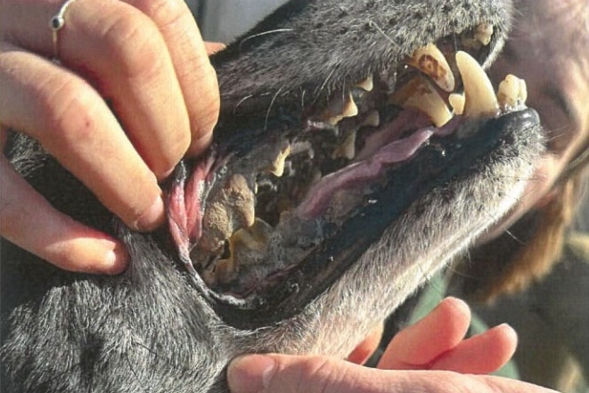 A hand opens the mouth of a greyhound.