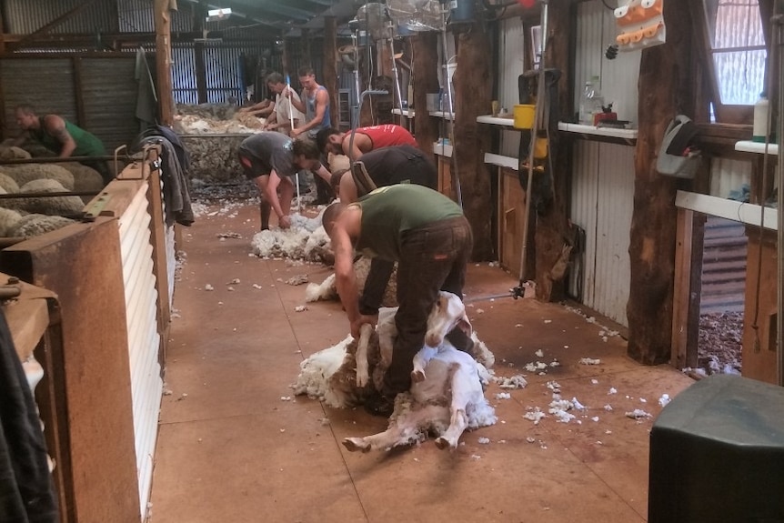 shearers working in a shed