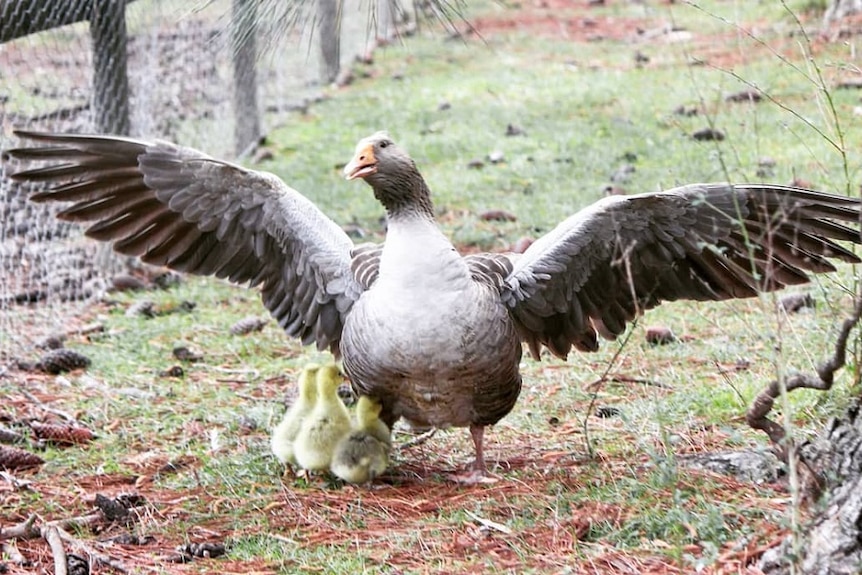 A grey goose spreads he wings, with three yellow chicks beside her.