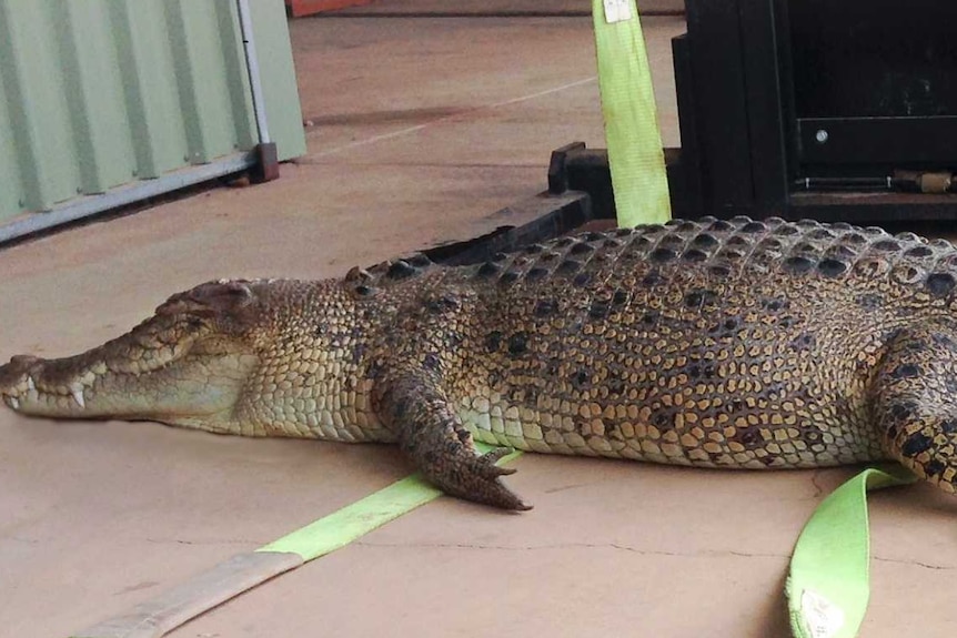 Crocodile found in Lake Kununurra destroyed