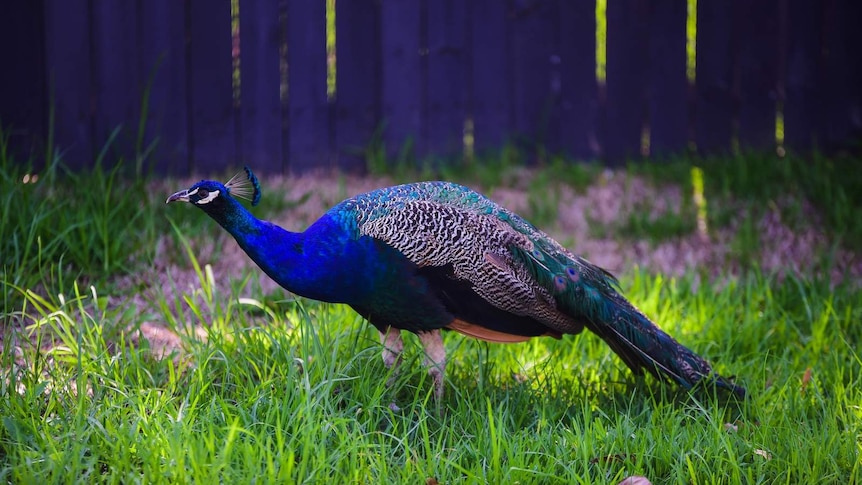 Peacock standing on lawn