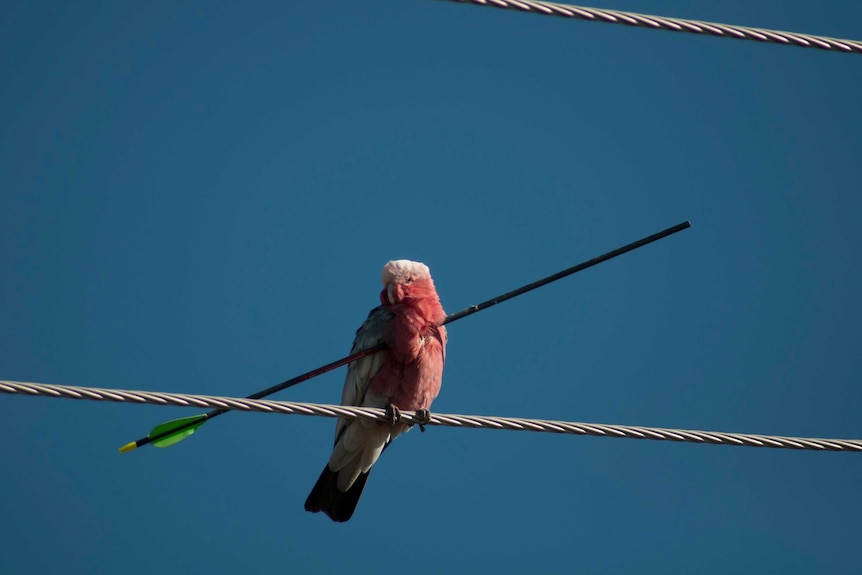 A galah with an arrow embedded in its chest sits on a power line in Tamworth.