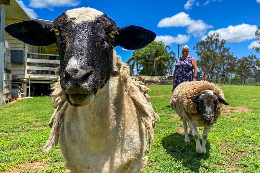 A close up of a sheep, with another behind it and a woman in the background distance.