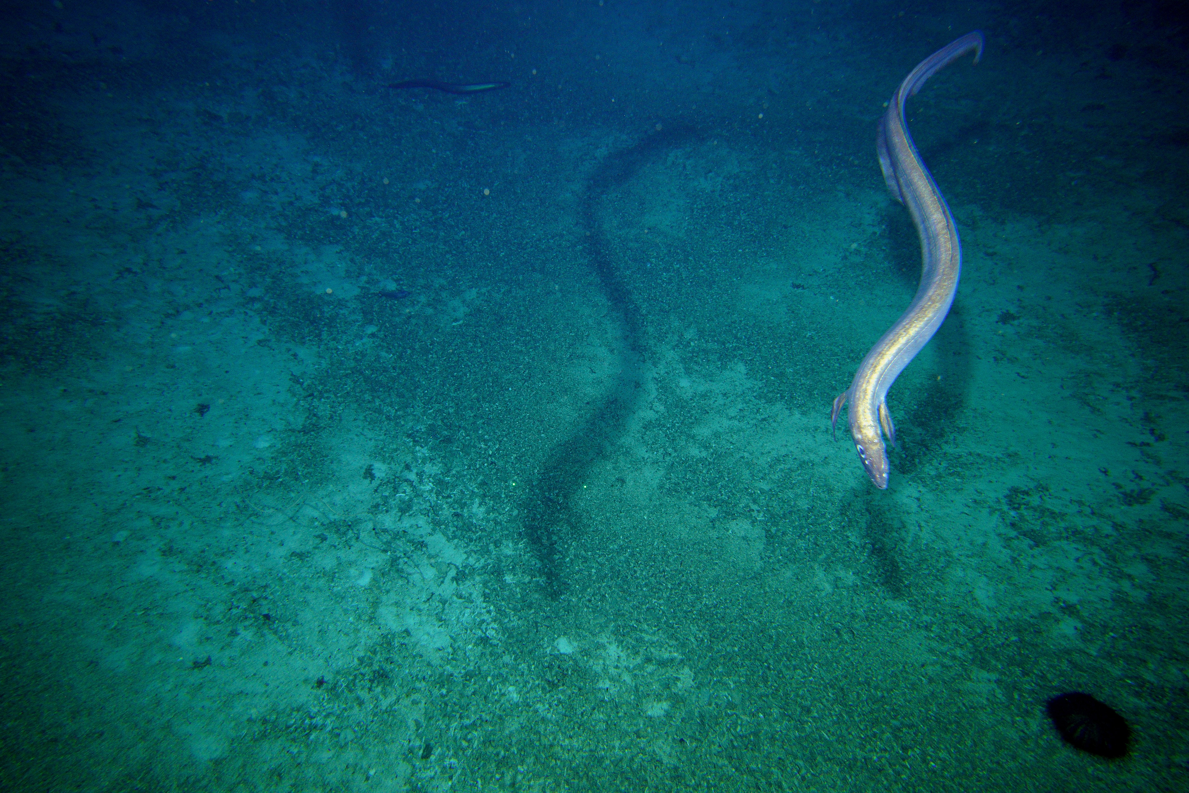A silvery-looking eel at the bottom of the ocean swimming just above the sea bottom.
