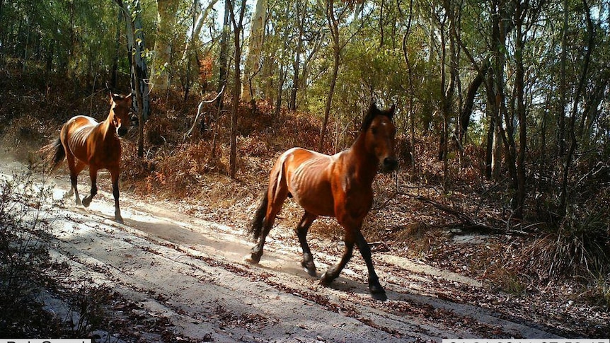 A wild horse runs down a sandy track on Fraser Island.