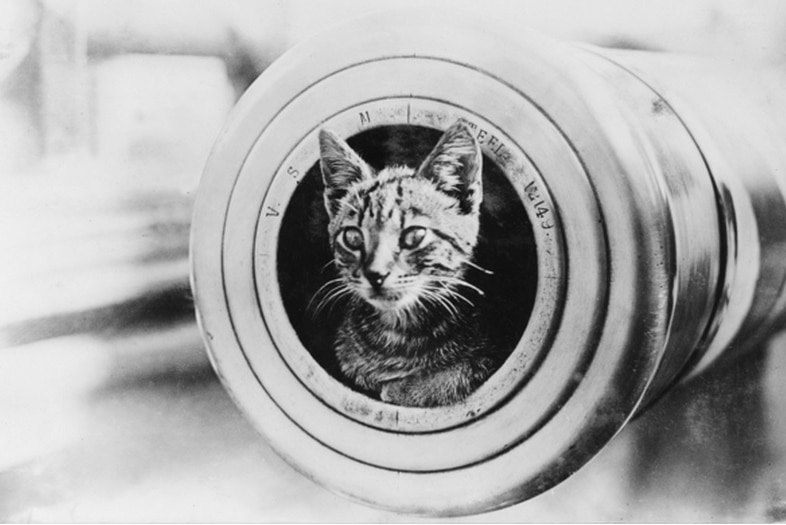 Cat pokes out of gun barrel