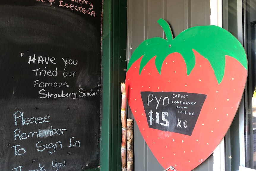 $15/kg pick your own strawberry sign, which is itself the shape of a strawberry.