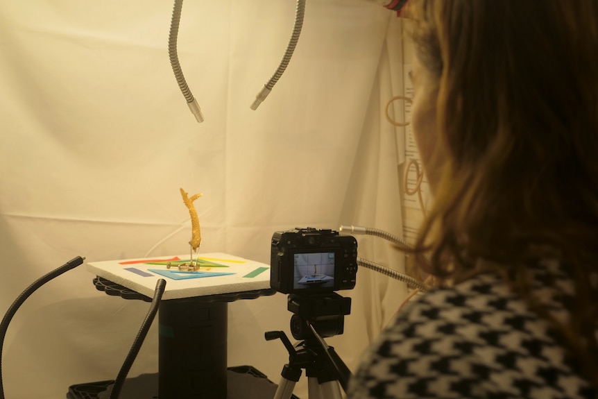 Behind a young woman with camera taking photo of piece of coral in laboratory