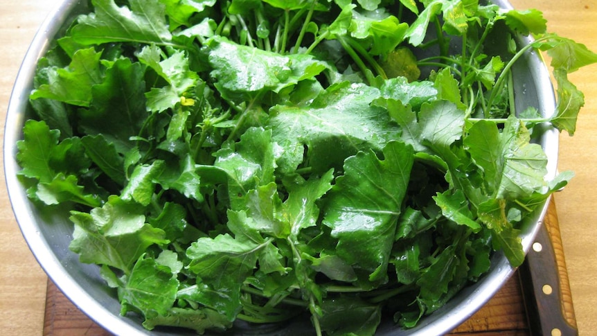 Some edible weeds, like the wild brassica pictured, are actually more nutritious than store-bought greens.