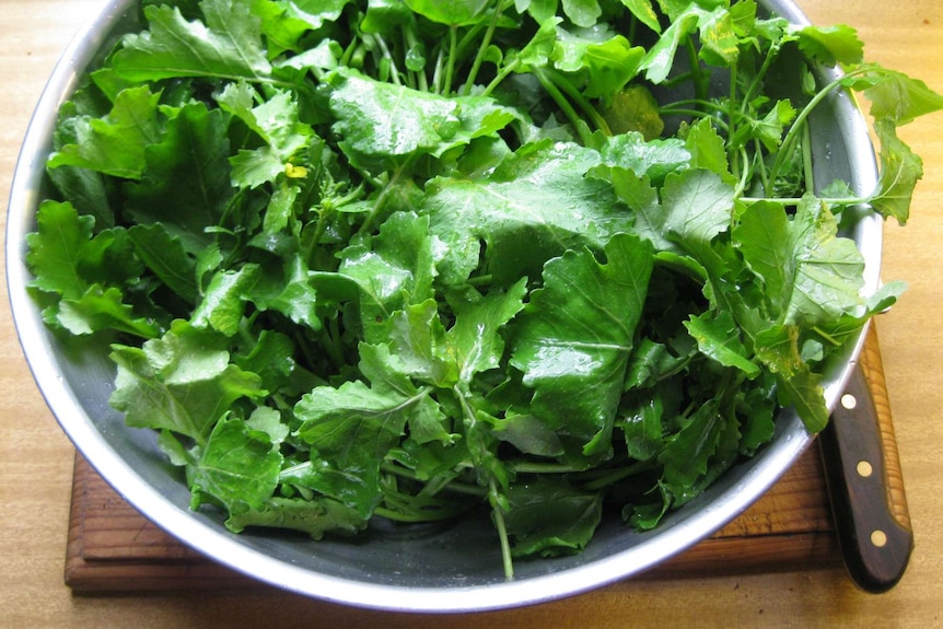 Wild brassica washed and ready to eat.