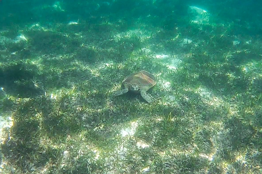 underwater, a turtle sits on a seagrass bed