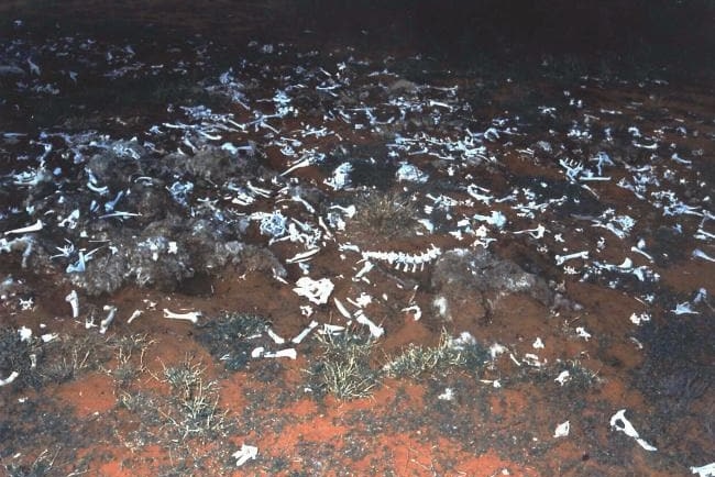 Sheep bones at Banjawarn Station