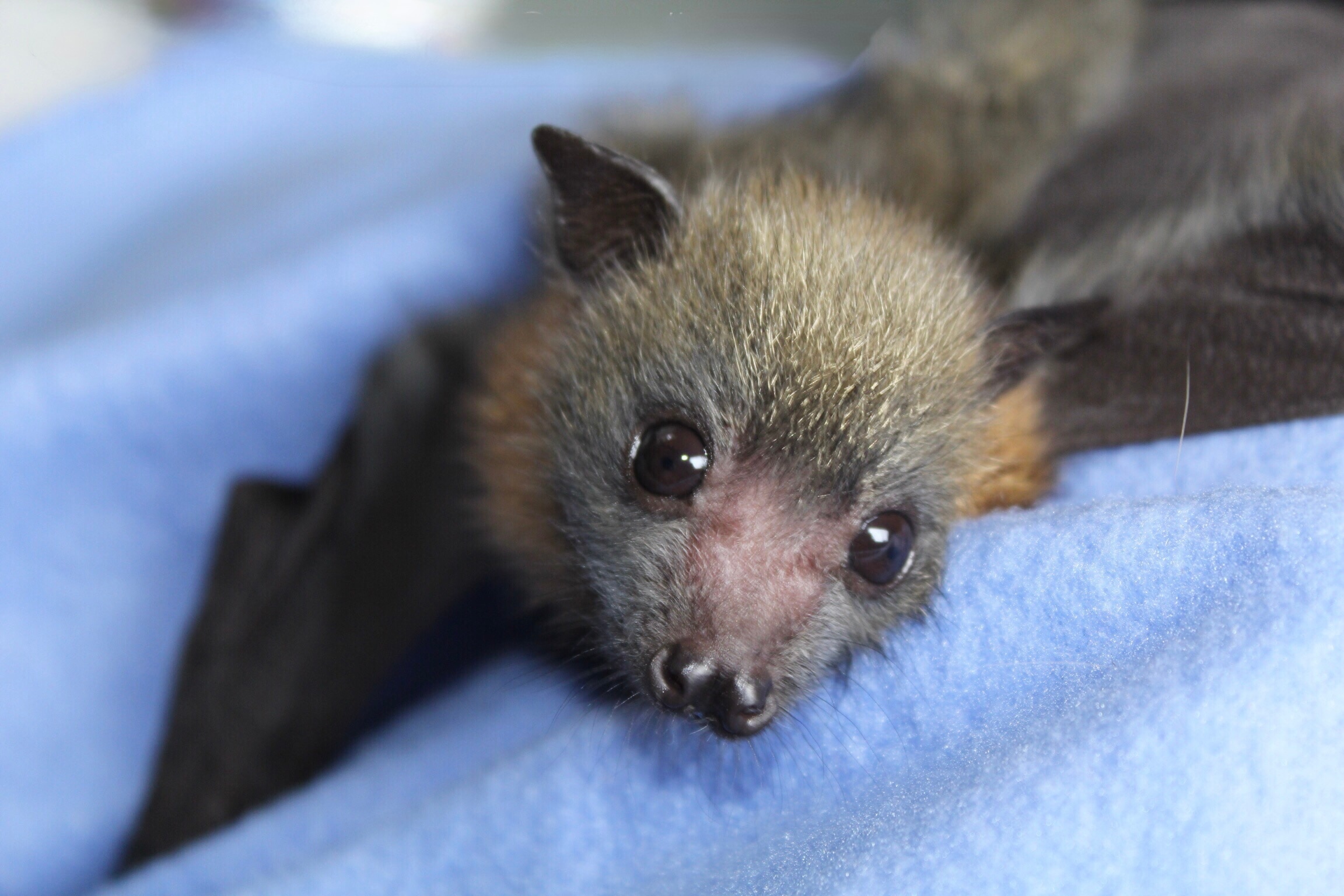 Un primer plano de un murciélago mirando a la cámara mientras descansa sobre una manta de lana azul.
