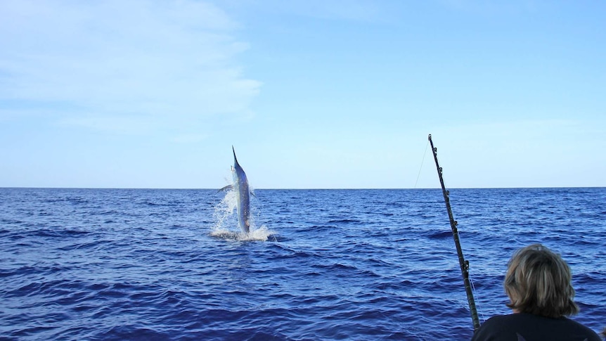 A giant black marlin jumps clear of the ocean within 10-metres of the angler trying to reel it in