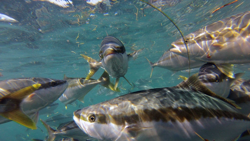 Fish with white bellies, silvery backs and brightly coloured fins swimming around in the sea.