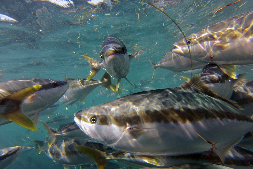 Fish with white bellies, silvery backs and brightly coloured fins swimming around in the sea.