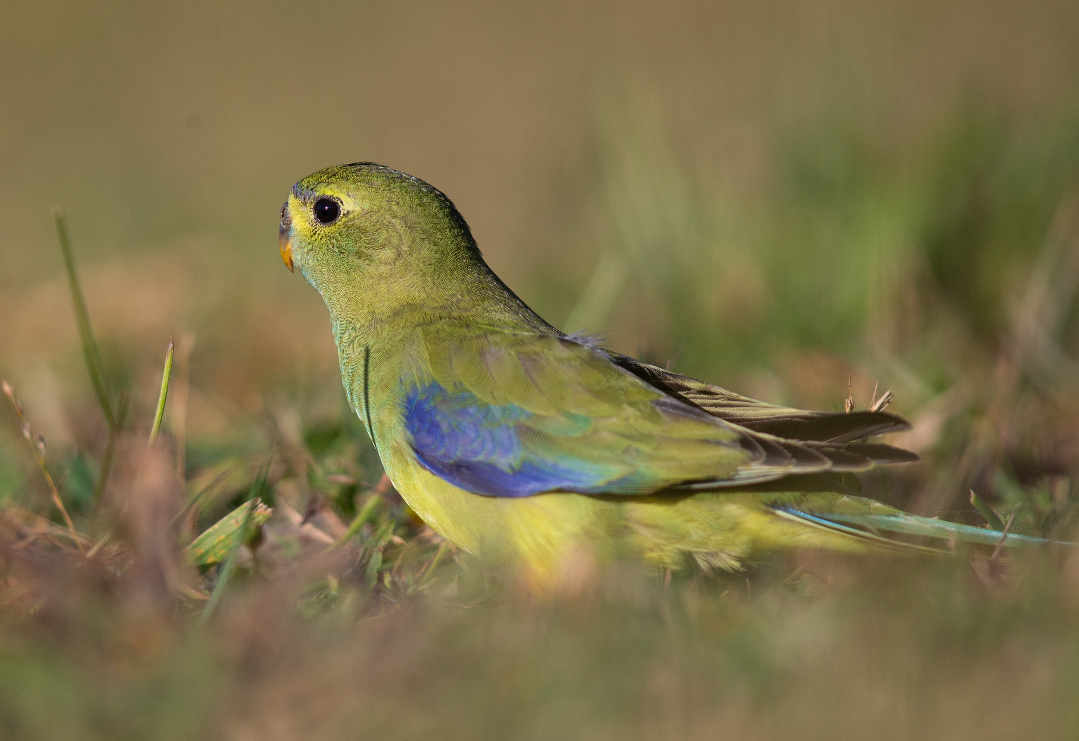 Olive green parrot with blue wing leading edge in grass.