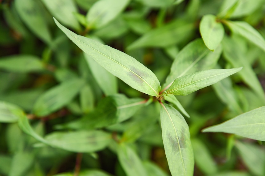 A green and purple-leaf plant.