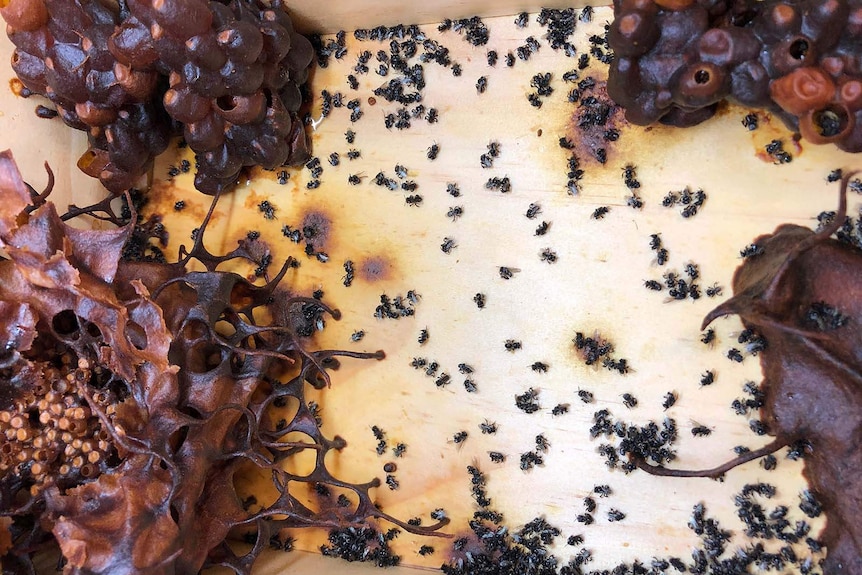 Dead native bees in a hive in Cairns killed by extreme heat in far north Queensland