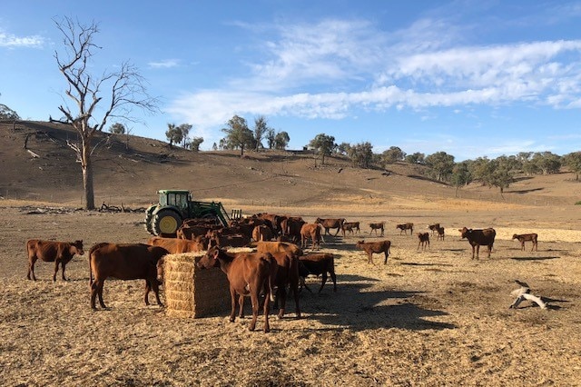Cattle feed on hay at the Luckraft's Tarcutta property