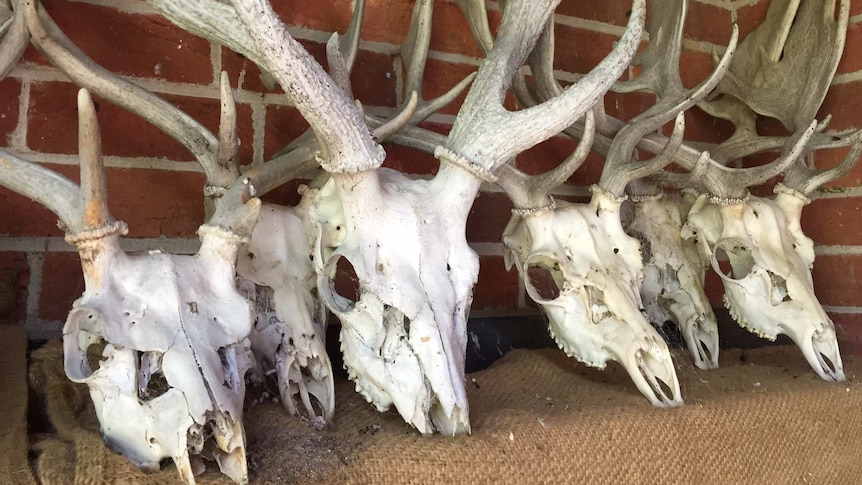 Six deer skulls, including antlers, sitting on a table.