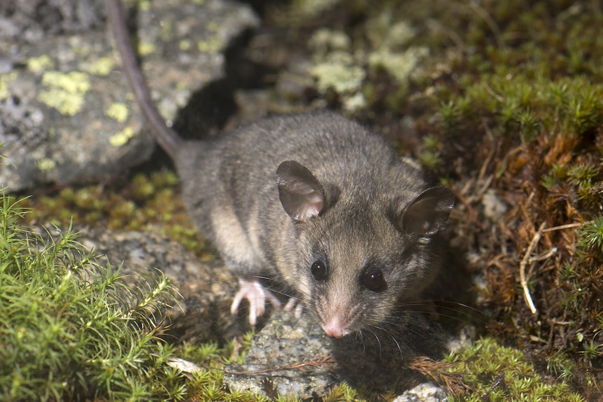 A tiny grey mountain pygmy possum with large eyes in some granite and moss