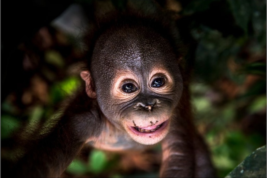 Baby Orangutan stares wide eyed into the camera.