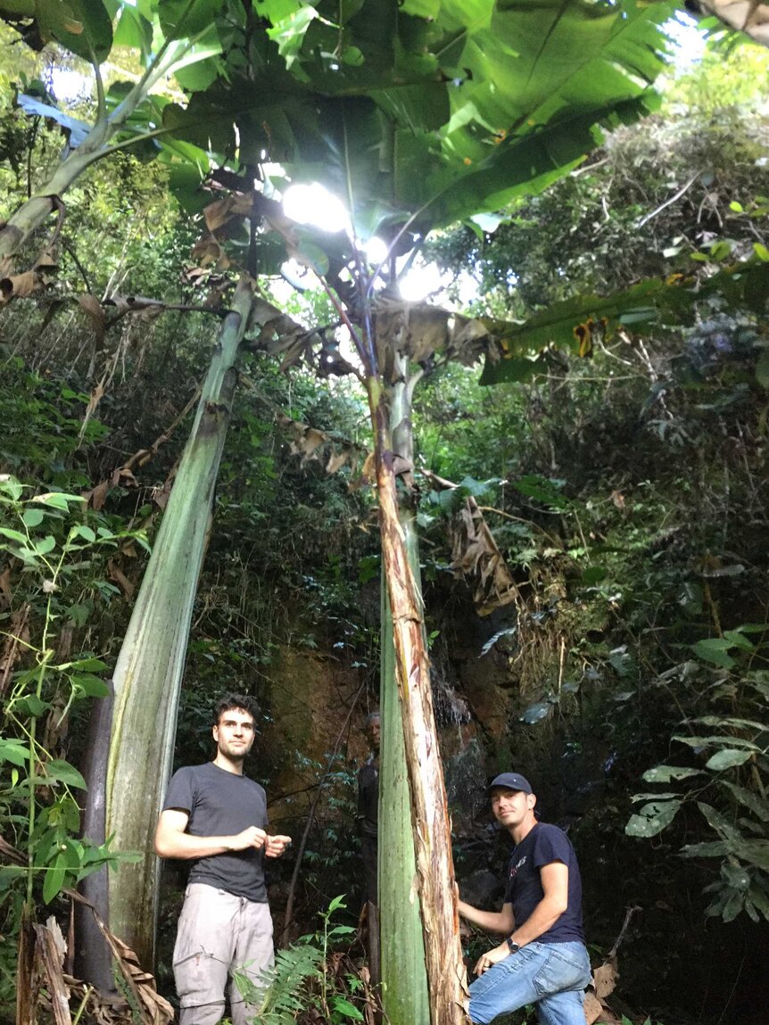 Two men are standing beside a 15-metre tall banana plant in a rainforest in PNG