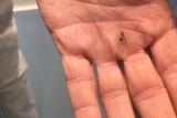 A close up of a fly bred in the SIT Facility sitting on a hand.