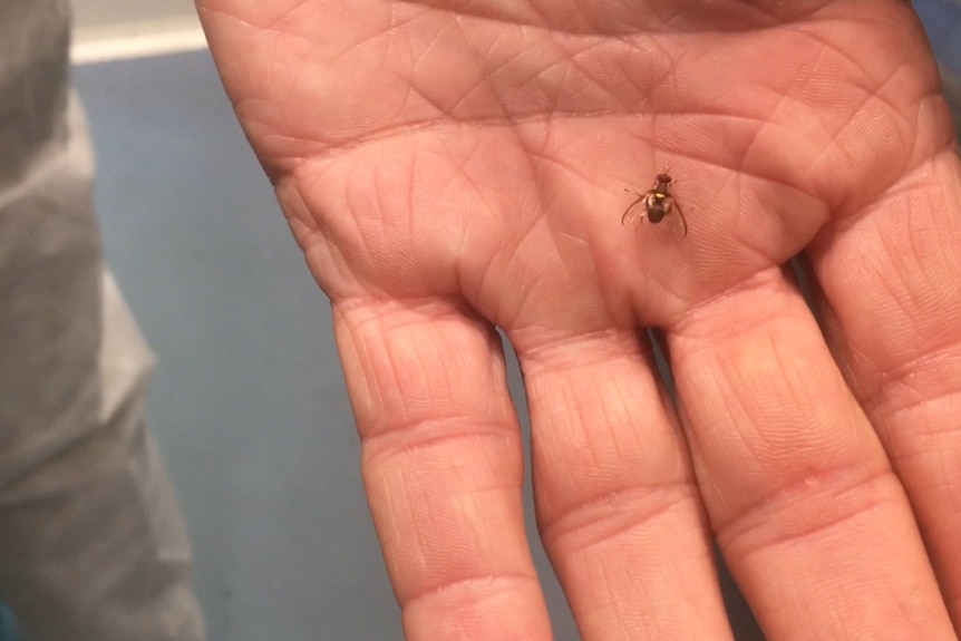 A close up of a fly bred in the SIT Facility sitting on a hand.