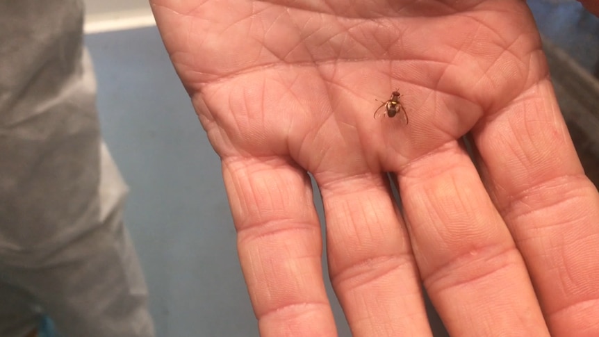 A close up of a fly bred in the SIT Facility sitting on a hand.