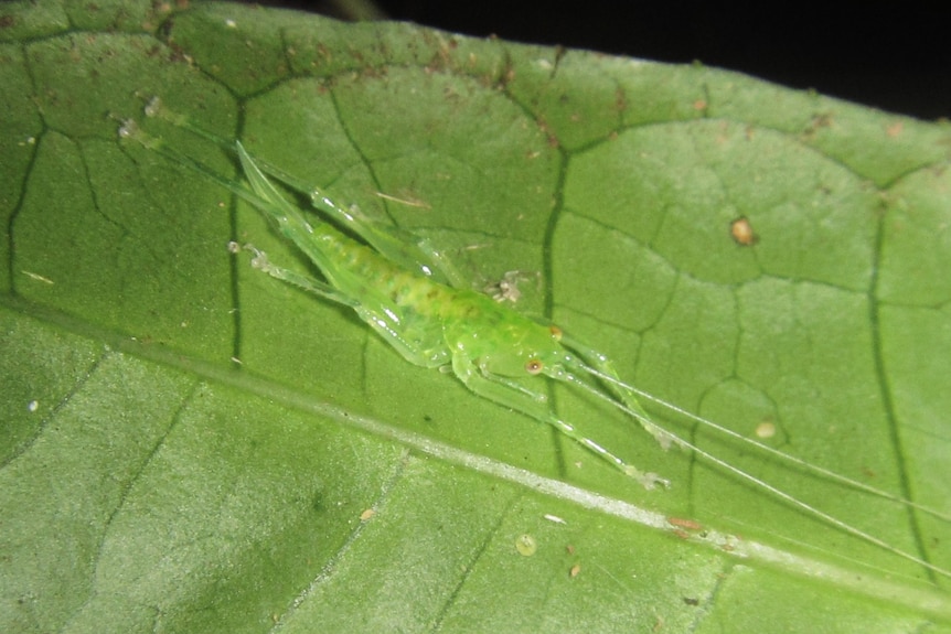 A small, camouflaged bright grean leaf insect sits on a leaf, looking almost translucent.