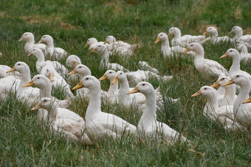 White ducks in a field