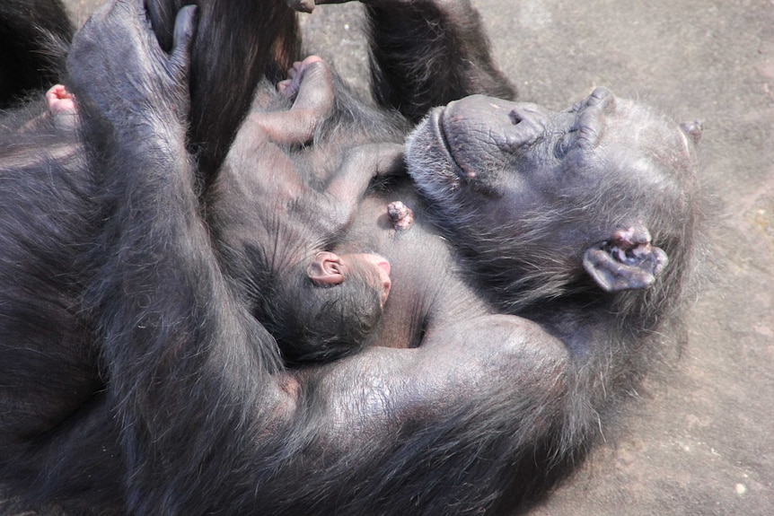 Chimpanzee mother Lisa cradles her newborn at Taronga Zoo