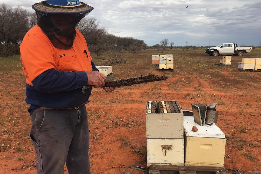 A veiled bee keeper check a hive in the outback