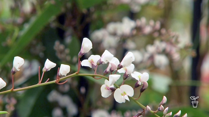 White flowers growing along a light-green stem