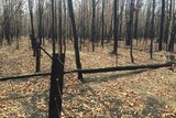 A fence destroyed by fire bordering a farm and state forest.