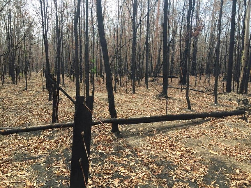 A fence destroyed by fire bordering a farm and state forest.
