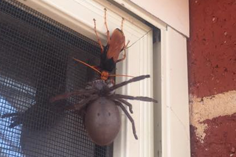 A spider wasp takes another unwilling host back to the nest.