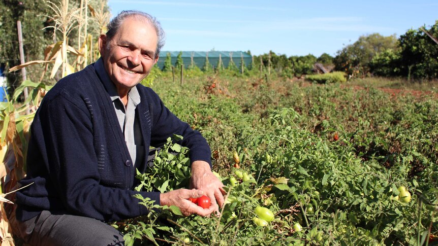 An elderly gentleman in his tomato patch
