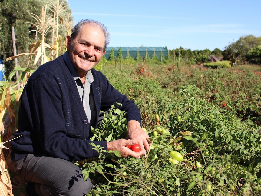 An elderly gentleman in his tomato patch