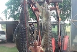 Two large crocodiles being lifted by a tractor.