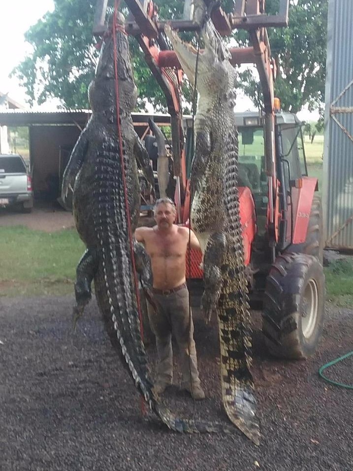 Two large crocodiles being lifted by a tractor.