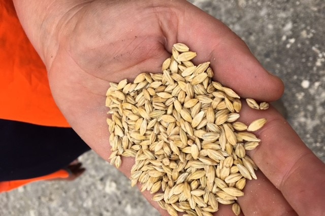 Barley grains in mans hand close up