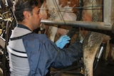 Malak Abdou attends to a cow.