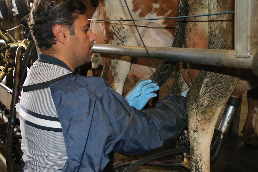 Malak Abdou attends to a cow.