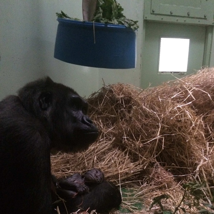 Kimya and baby gorilla looking up