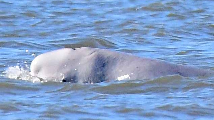 Trapped beluga whale lifted out of Seine hours before death