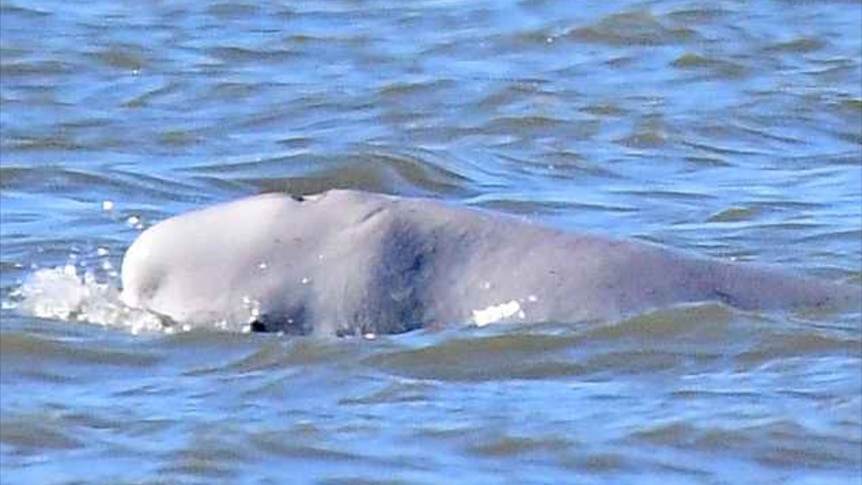 The head of a white whale emerges from the water